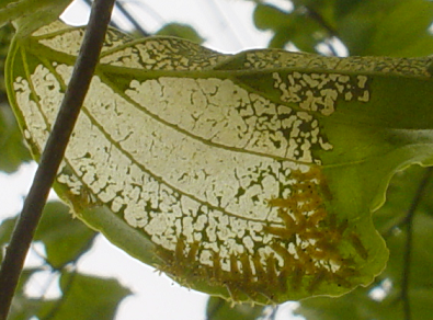 防虫と駆除 虫除け 庭木の薬 チャドクガ イラガ スズメガ対策