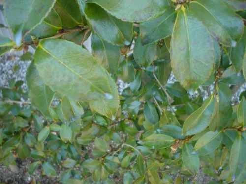 防虫と駆除 虫除け 庭木の薬 チャドクガ イラガ スズメガ対策