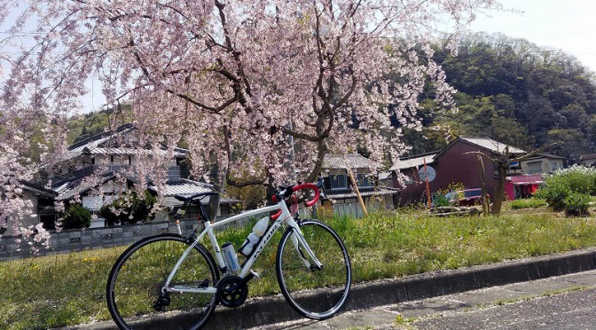 桜とサイクリングロード