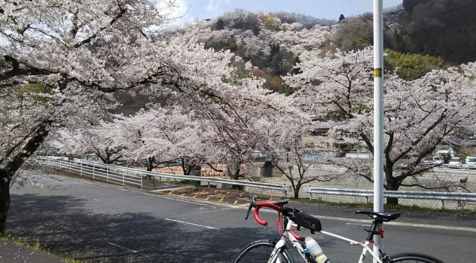 桜と津山　141.8km