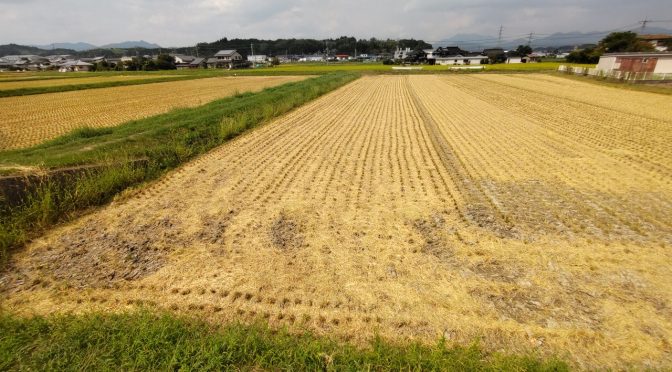 久米の稲刈り