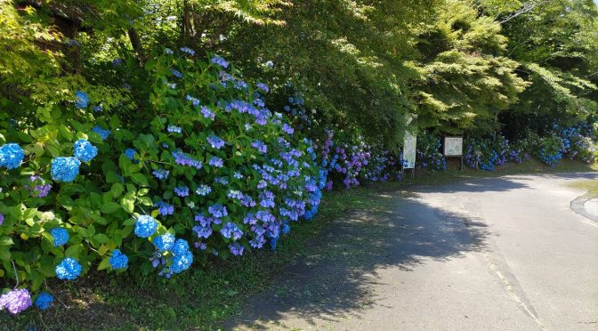 金川-吉備中央-普門寺-醍醐桜-ジェラート　159.21km